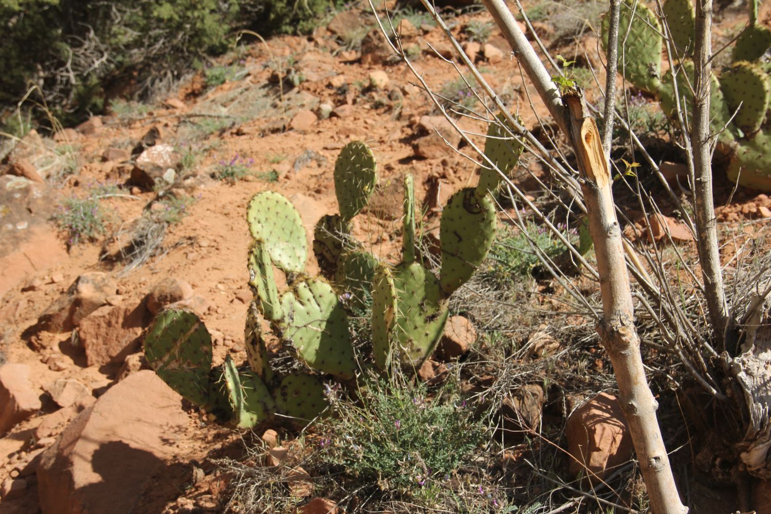 Lower & Upper Emerald & Kayenta Trails 